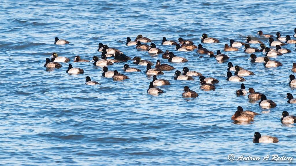 raft of lesser scaups with a single surf scoter by Andrew Reding is licensed under CC BY-NC-ND 2.0.